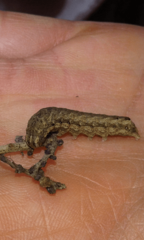 Noctuidae : bruco di quale Noctua?  Noctua cfr.  janthina